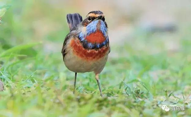 四大名鸟和红子鸟区别,传统笼鸟四大名鸟