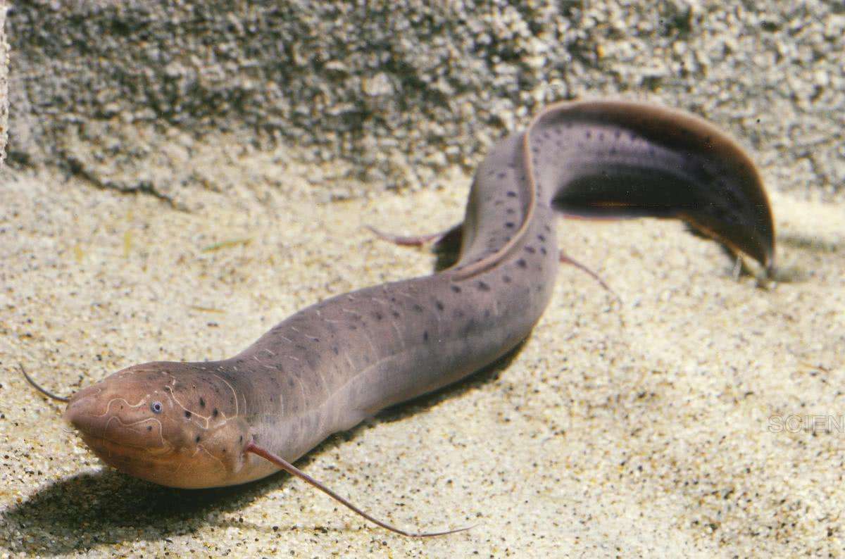 鱼友也分三六九等，看你属于哪类人群，我算普通鱼友