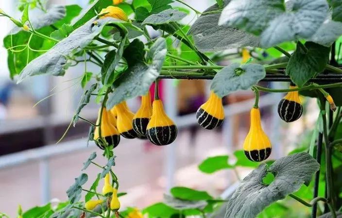 山东人的秉性,山东省聊城市人的特点