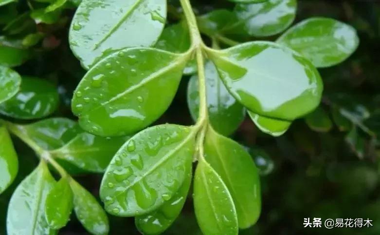 瓜子黄杨珍珠黄杨雀舌黄杨哪种好,黄杨雀舌和黑珍珠区别