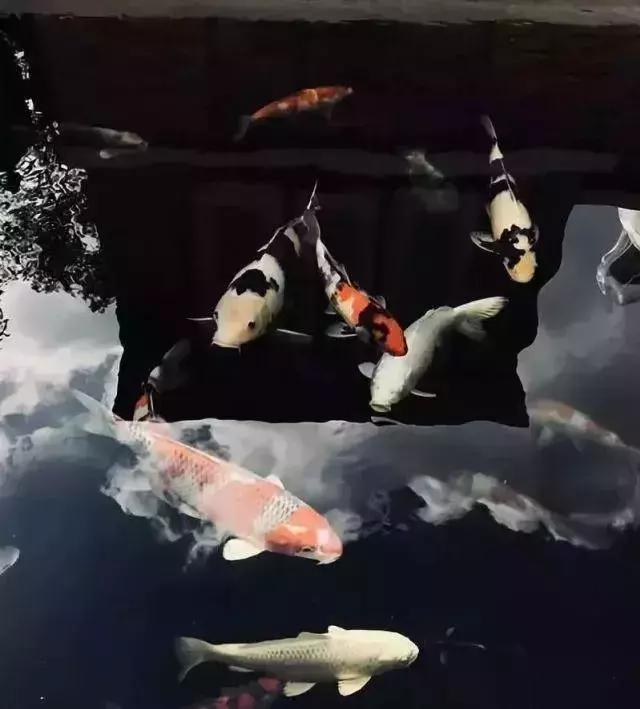 小院锦鲤鱼池建造全过程,自己建造庭院锦鲤鱼池