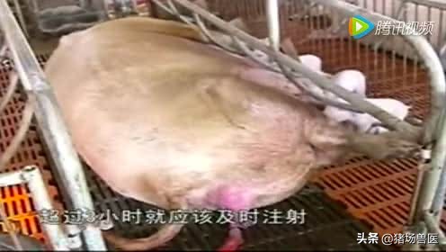 母猪难产用手可以全部掏出来吗,母猪难产用脚踩哪个部位最合适