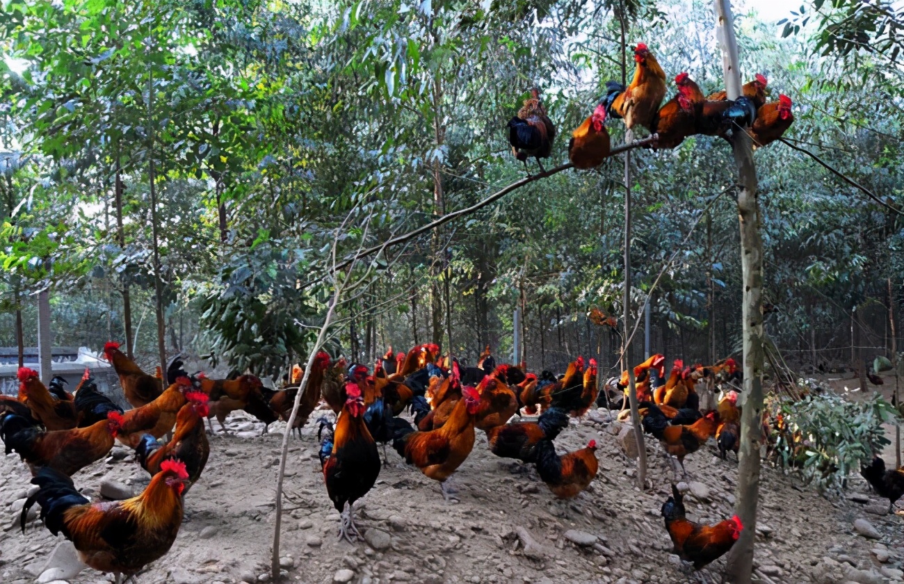 鸡群下雨天易得什么病害,天气降温鸡群容易出现什么问题