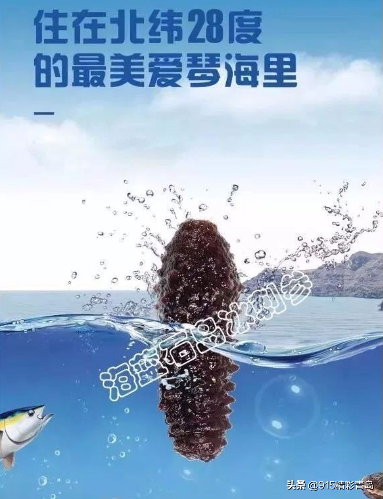 中国最好的海刺海参,黄金刺参西沙群岛深海纯野生海参