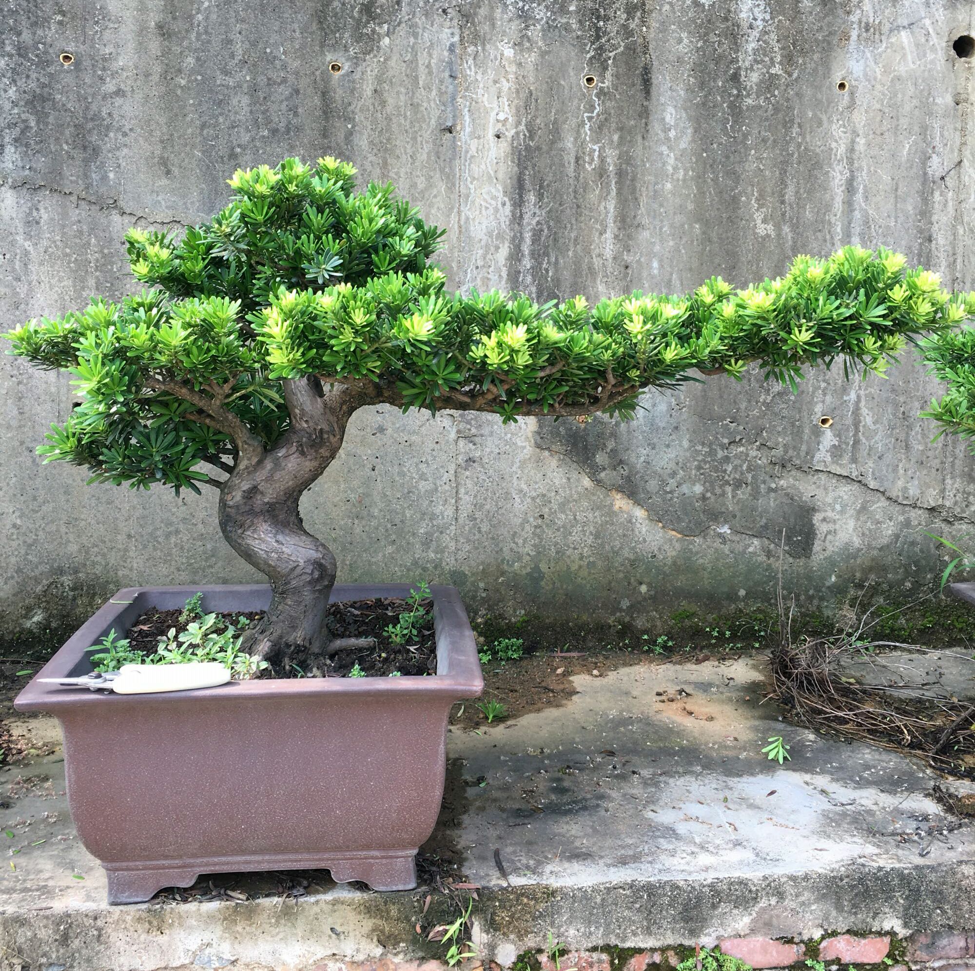 罗汉松盆景的造型与养护技巧,罗汉松盆景养护管理要点有哪些