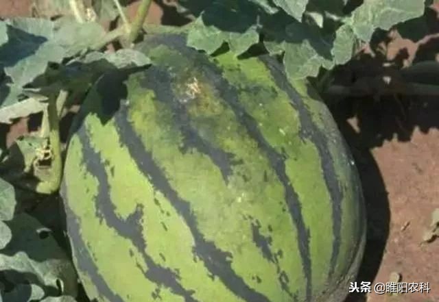 西瓜果腐病,西瓜细菌性果斑病