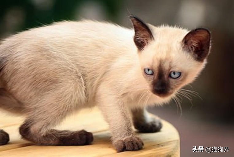 想要养猫的日常,想要养猫养狗无烦恼