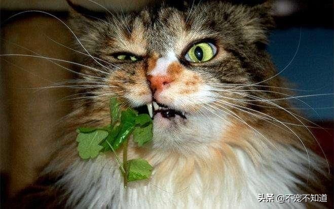 猫口炎不严重需要拔牙吗,猫口炎拔牙仍不能治愈的原因