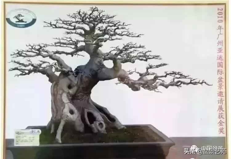 最简单的金奖盆景,金奖榆树盆景制作