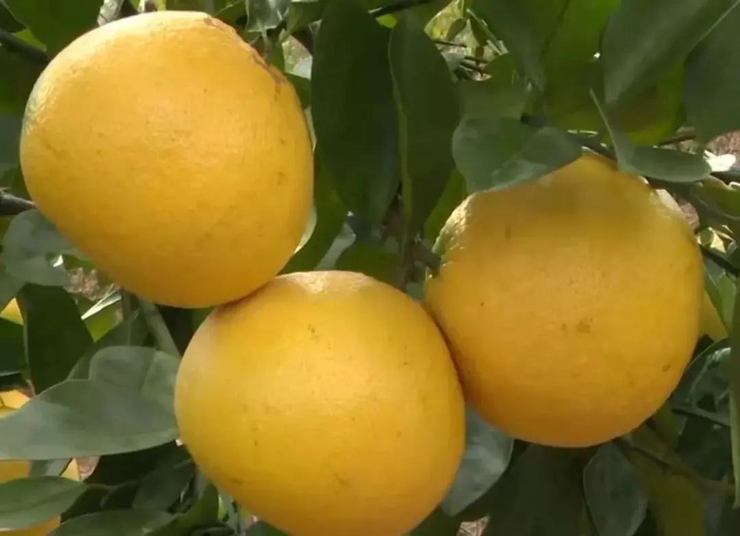 清远冬季水果,清远冬季水果采摘