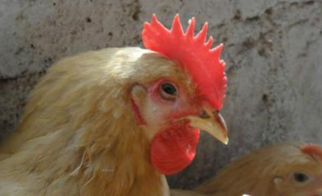 鸡眼睛睁不开怎么回事？用什么药能够治疗？一定要注意这4种疾病