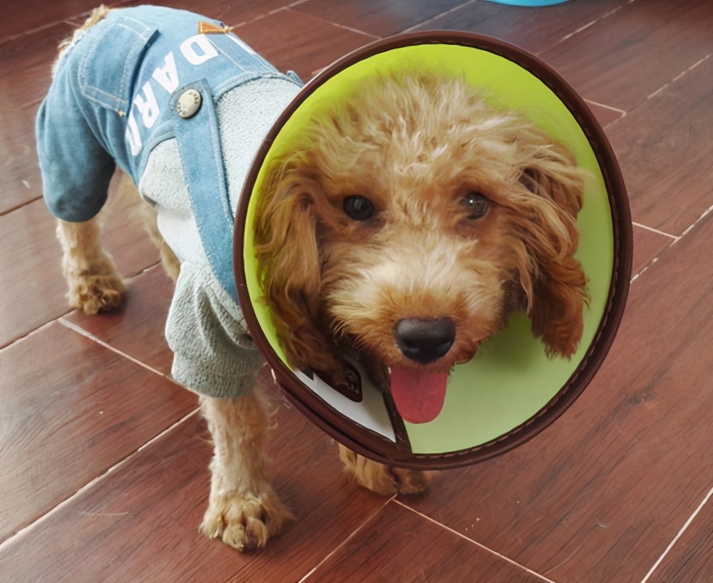 小狗被摔了一下怎么办,小狗被玻璃划伤了应该怎么治疗