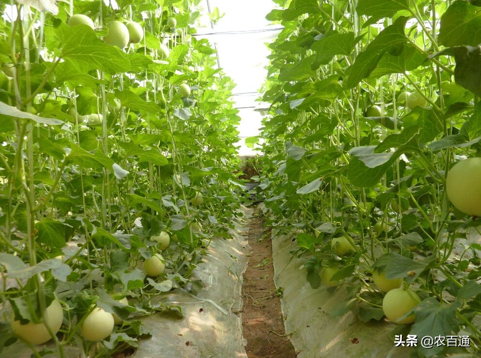 甜瓜育苗哪头朝上,博洋9号甜瓜育苗