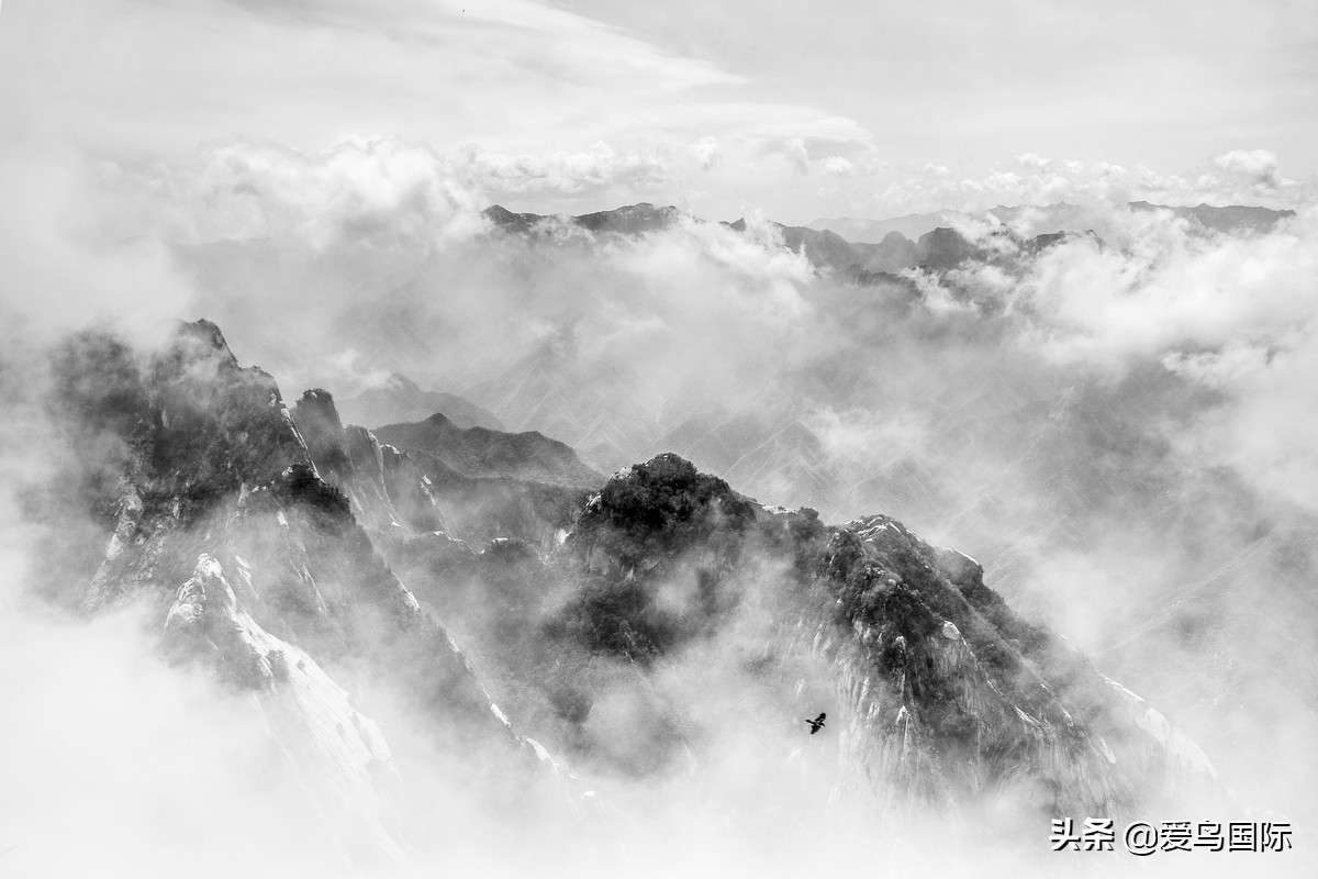 鸟类最好看的照片,100张绝美鸟类图片