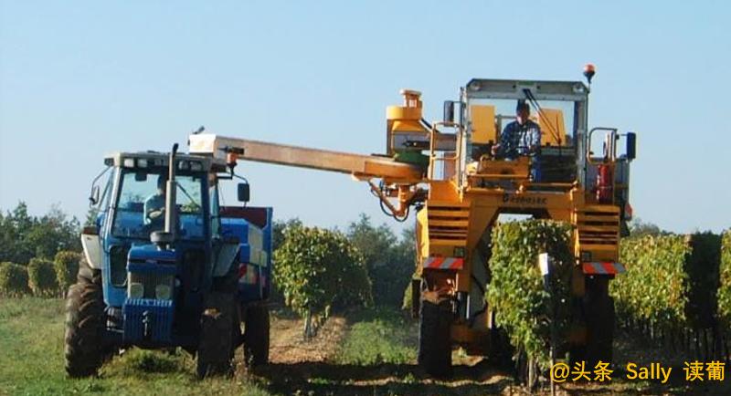 红酒在酒庄经历了什么？争议如此大？朱广权式幽默告诉你