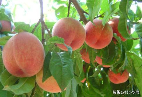 创业养殖农作物,有什么赚钱的农业种植项目