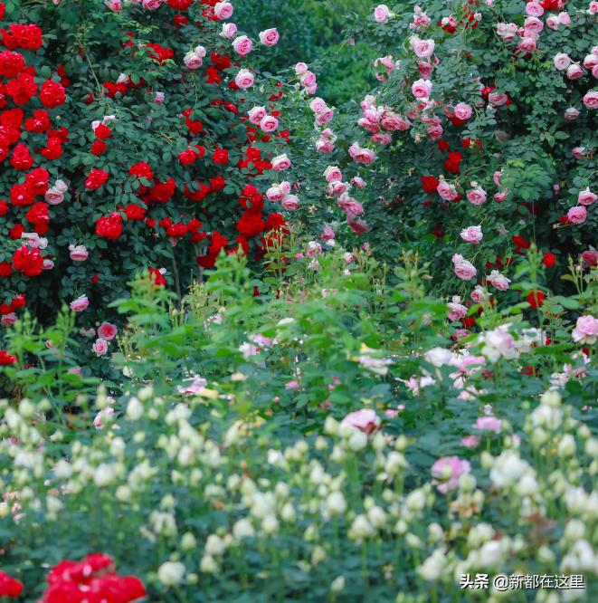 这才是9月最值得去的地方,4月最值得去的地方