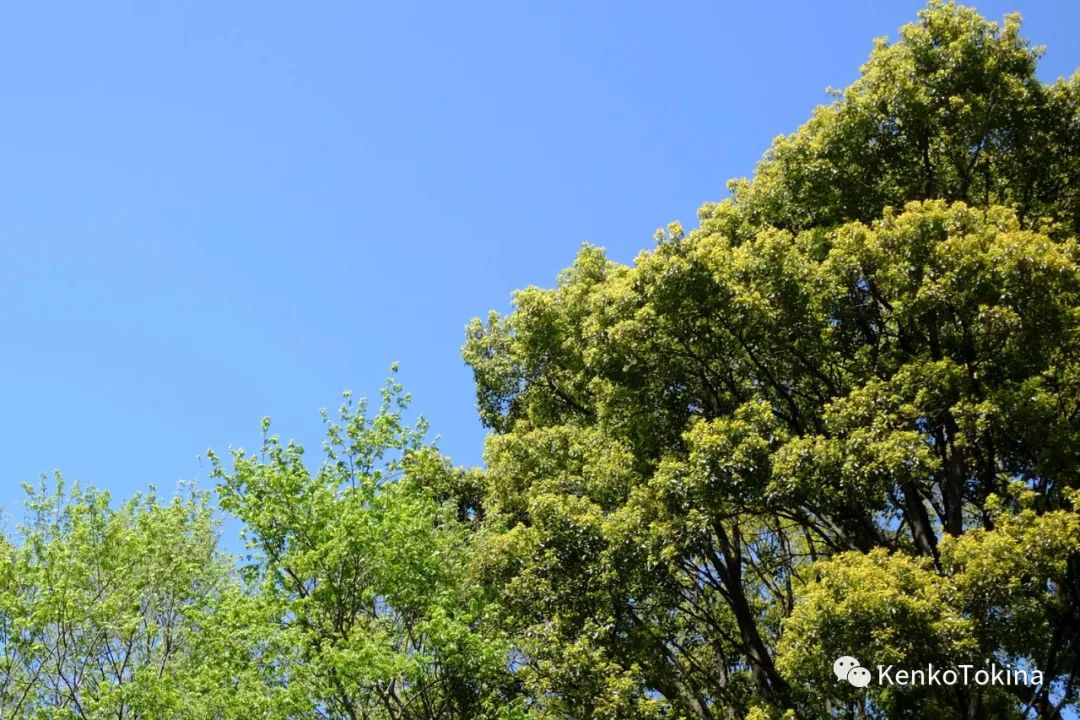 鏈堣禌鍥為【,鏈堣禌閫夋墜绮惧僵鍥為【