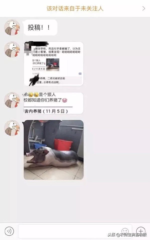 大学生宿舍养猪被发现遭通报批评,大学宿舍养猪