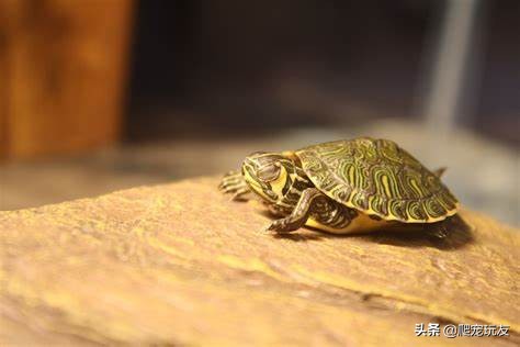 新买的龟老趴在水面不运动,地图龟冬眠不睡觉怎么回事