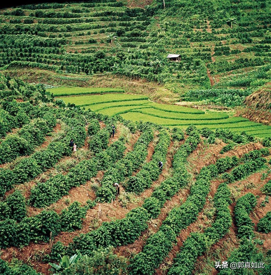 喝了这么多年的普洱,喝了这么多年茶