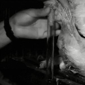 千奇百怪的动物丁丁，原来都是“内卷”的结果