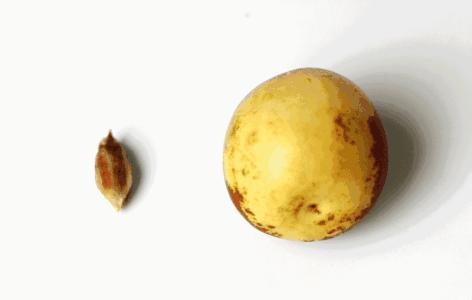 大荔冬枣脆甜多汁,陕西大荔冬枣脆甜爽口2斤装