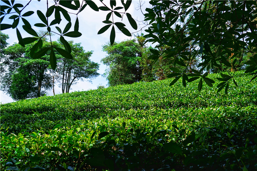 云南小众的养老旅居城市,云南昆明适合养老吗