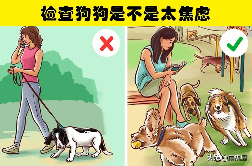 如何引导狗狗适应牵引绳,狗狗牵引绳太大了怎么办