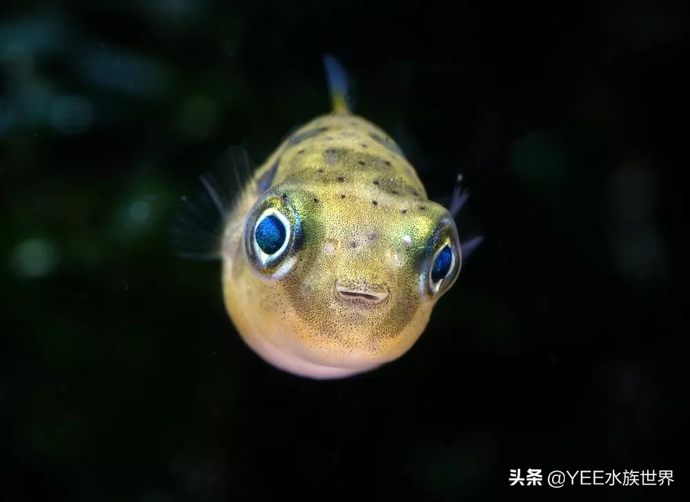 下盐能预防水霉病吗,盐治疗鱼病有哪几种