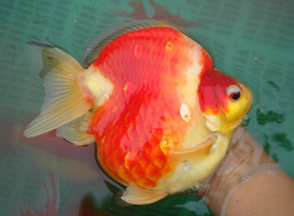 新手养金鱼哪种金鱼最好养,金鱼种类和饲养难度