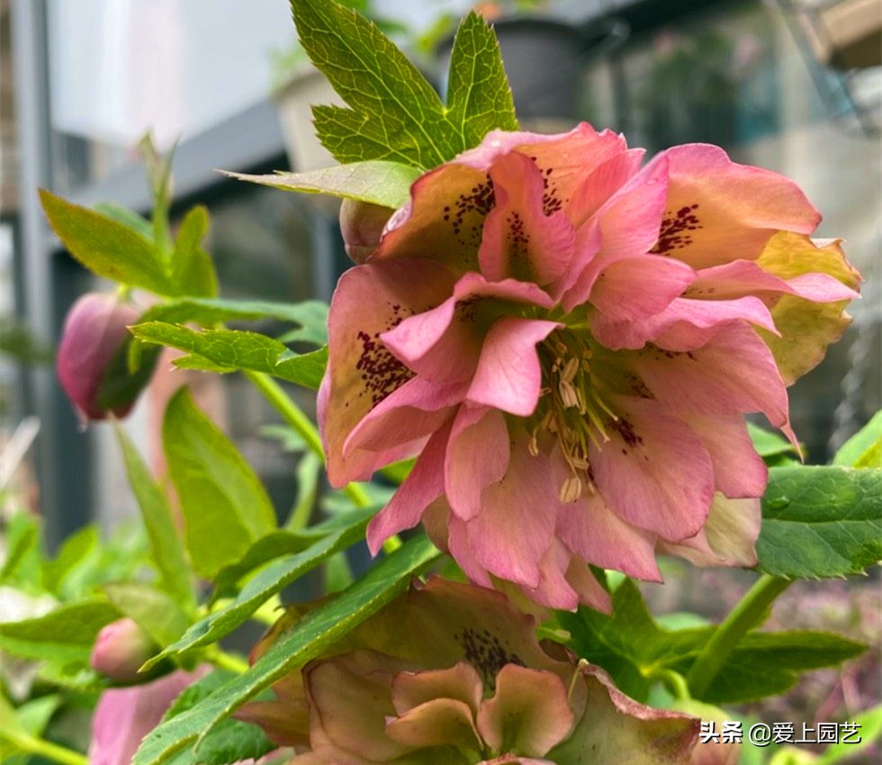 欧洲玫瑰冬季花朵,冬季开花的粉色玫瑰