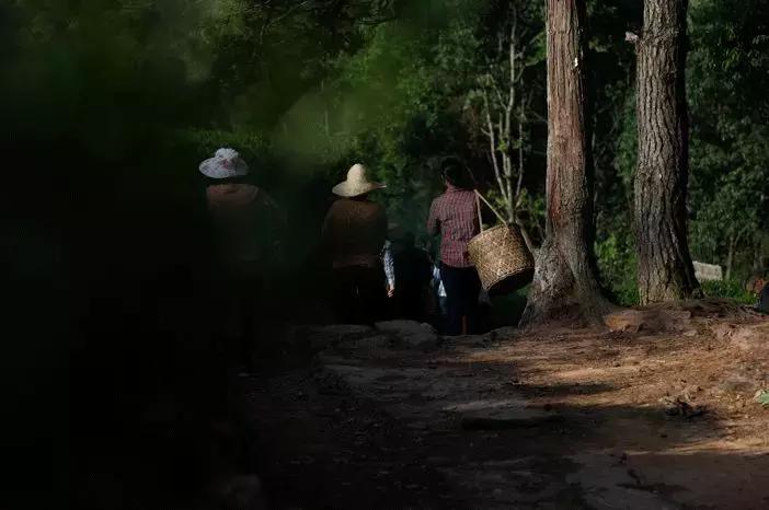 武夷山亲子民宿推荐独栋别墅,武夷山一同山居茶文化民宿