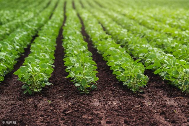 大豆主要病虫害及防治,大豆病虫害如何预防