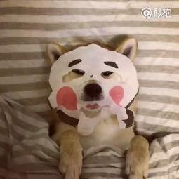 面膜小迷糊微囊,面膜小迷糊紧致淡斑