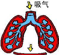 肺气肿慢阻肺肺心病,慢阻肺肺气肿的最佳治疗方法
