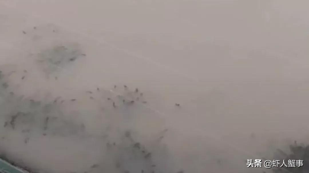 水草挂脏产生的原因及处理方法,如何快速解决水草挂脏