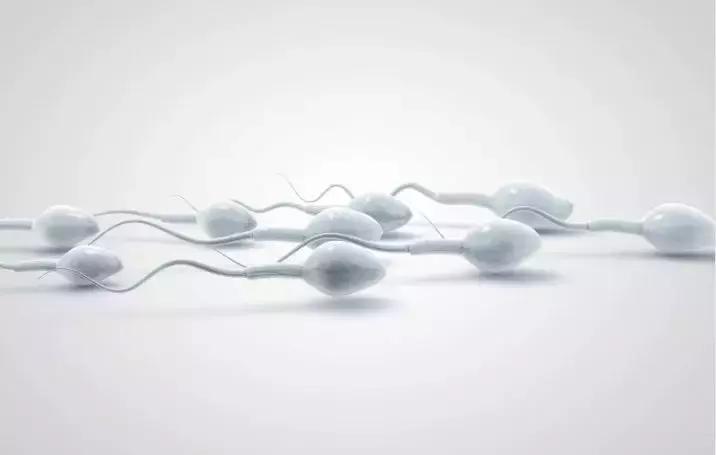 备孕对精子好的食物有哪些,男士备孕期间如何提高精子质量