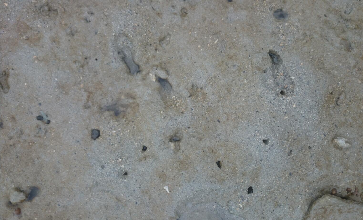 野生沙虫要怎么挖,老城镇海边挖沙虫