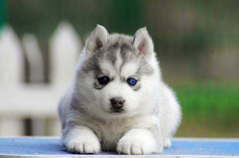 新手养哈士奇怎么养好,新生哈士奇怎么养