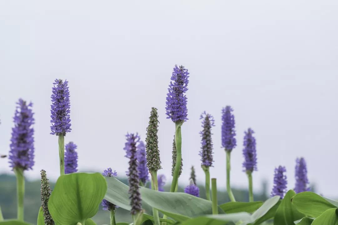 姘寸敓妞嶇墿鑺卞効,姘寸敓妞嶇墿缁挎