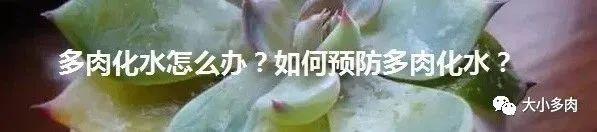 熊童子老叶干瘪新叶不长,熊童子很饱满但没有爪子怎么办