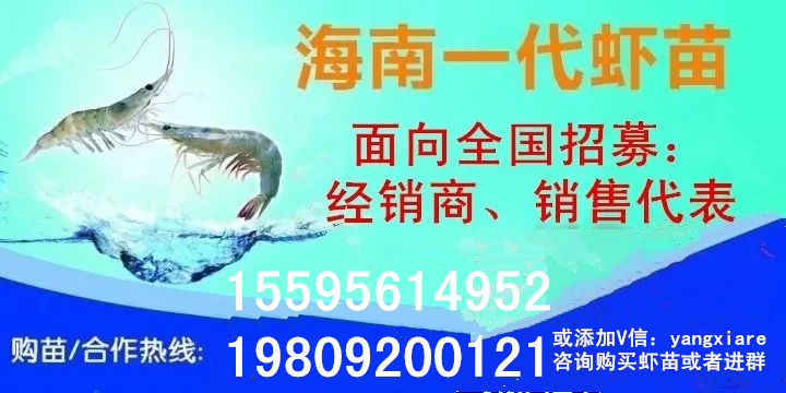 为什么虾病治不好,正确的处理虾的办法