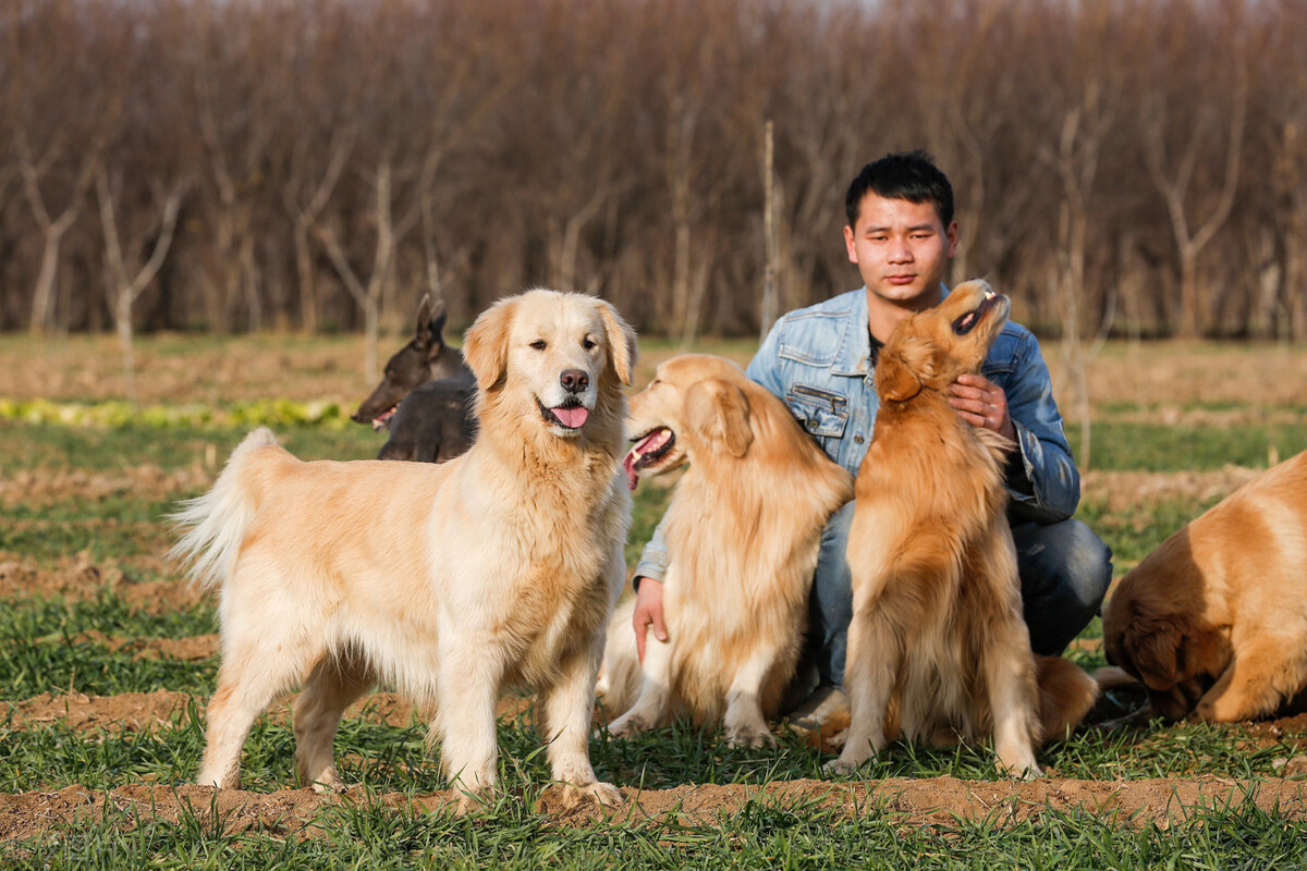 养狗的60个养宠小知识,养宠物干货知识大全集