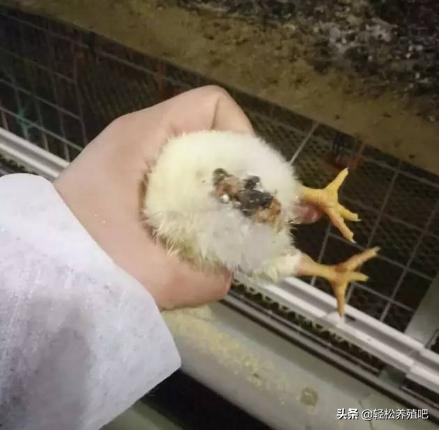 大鸡拉白稀屎用什么药治疗,鸡拉白屎最快的偏方