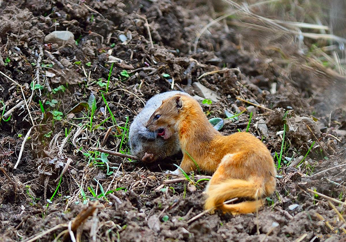 黄鼠狼为什么不怕公鸡,黄鼠狼给鸡拜年不安好心真实的吗