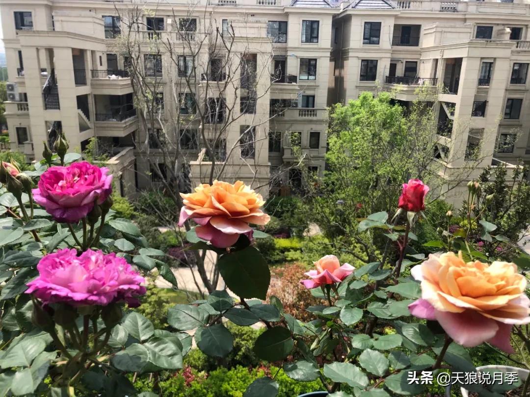 月季花是时候展现真正的技术了 (开春的第一波月季花就这么过去了)