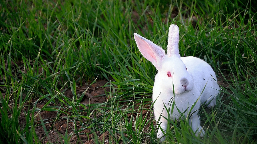 怎样提高养兔成活率,养兔更高效