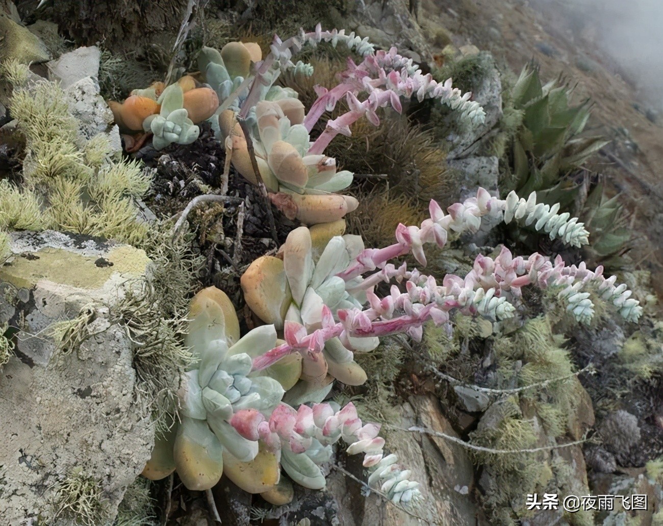 拇指仙女杯配图比例,拇指仙女杯的视频