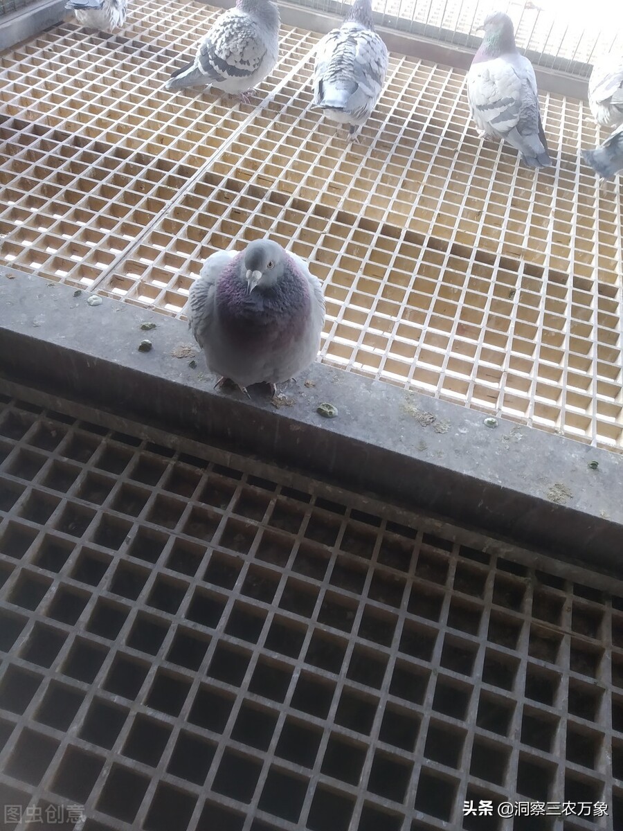 小鸽子怎么养才是正确方法,鸽子怎样养才能养好